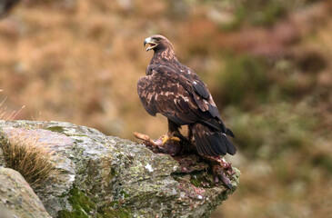 Golden eagle on the mountain. Avila.Spain.