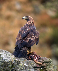 Golden eagle on the mountain. Avila.Spain.
