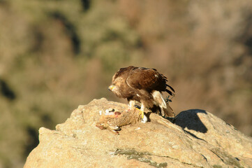 Golden eagle on the mountain. Avila.Spain.