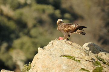 Golden eagle on the mountain. Avila.Spain.