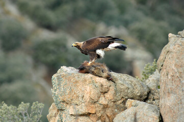Golden eagle on the mountain. Avila.Spain.