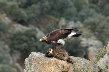 Golden eagle on the mountain. Avila.Spain.