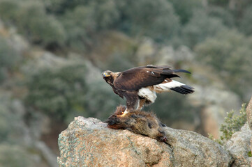 Golden eagle on the mountain. Avila.Spain.