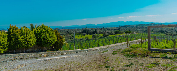 DATCA, MUGLA, TURKEY: The antique Knidos vineyard of Datca.