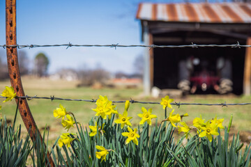 flowers on barbed wire fence