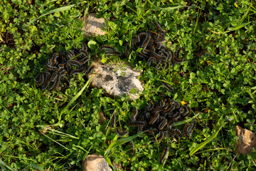 Ocnogyna Loewii caterpillars in Meadow