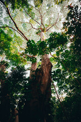 Fototapeta premium Tree in a Rain Forrest