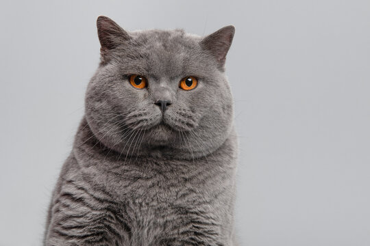Portrait of a grey purebred british shorthair cat with orange eyes looking at the camera on a grey background