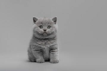 Cute sitting grey purebred british shorthair baby cat , looking at the camera on a grey background
