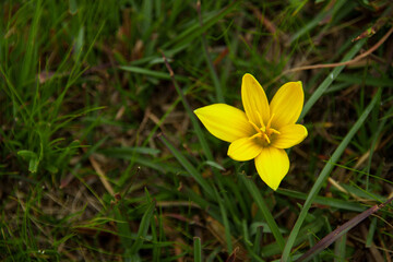 Yellow Flower
