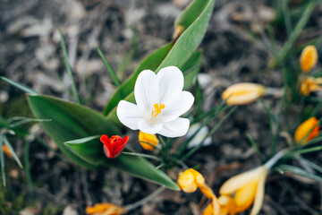 Colorful flowers in spring