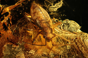 true bug (heteroptera miridae) imprisoned in baltic amber