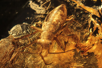 true bug (heteroptera miridae) imprisoned in baltic amber