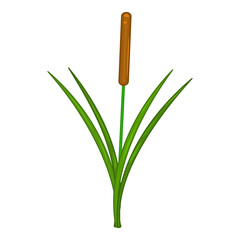 Reed isolated on white background. Swamp canes. Cattail with green leaf. Swamp, lake or river grass. Aquatic vegetation.One green reed bush with brown inflorescence.Single reed stem with leaves.Vector