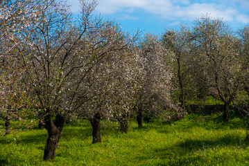 DATCA, TURKEY: Beautiful spring landscape with a view of the flowering almond tree in Eski Datca.