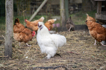 Silkie, domestic chicken (Gallus gallus domesticus). Fluffy, sassy, and full of charm.