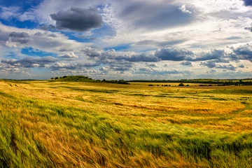 Keuken spatwand met foto Wheat field on a sunny day. Beautiful landscapes of Ukraine. © Sergii