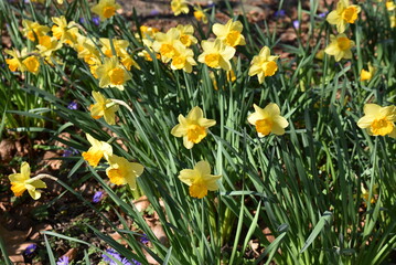 Narcisses jaunes au jardin