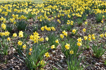 Prairie de jonquilles