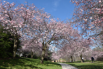 Cerisiers en fleurs au printemps