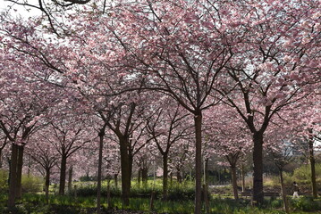 Fototapeta premium Cerisiers en fleurs au printemps