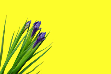 Spring blue flowers on yellow background. Concept with national colors of Ukraine