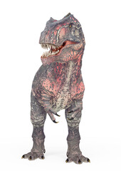 giganotosaurus is standing up on white background