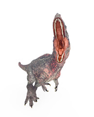 giganotosaurus is trying to jump on white background © DM7