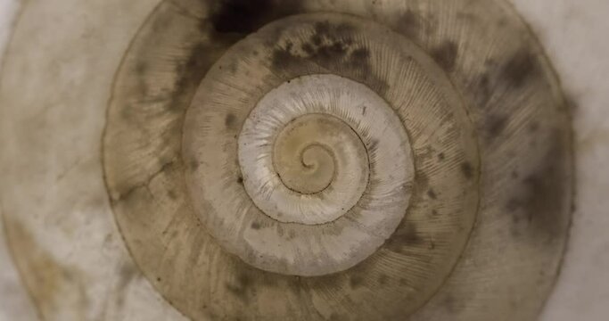 Rotating closeup of gastropod shell