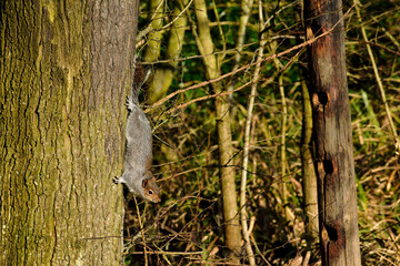 Squirrel on a tree climbing down, Coombe Abbey, England, UK