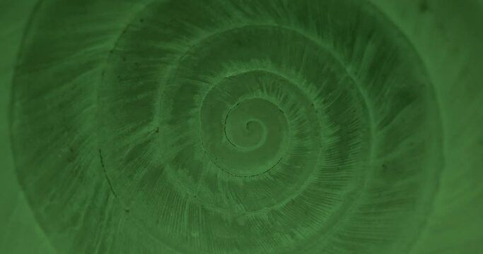 Rotating closeup of gastropod shell