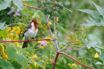 A bird hiding sitting in the middle of the bushes