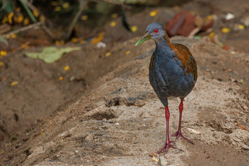 A bird wandering around along a riverbank