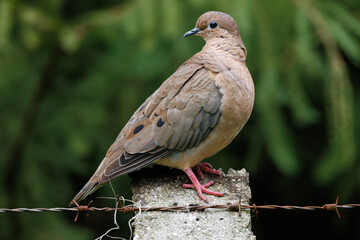 A small dove perched on a fence post