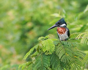 A kingfisher closely watching the movements of prey