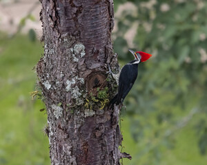 A woodpecker looking for food on a pine tree trunk