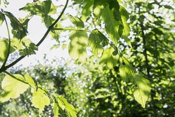 Fototapeta na wymiar Green leaves against the background of greenery and the sky, the rays of the sun illuminate the leaves