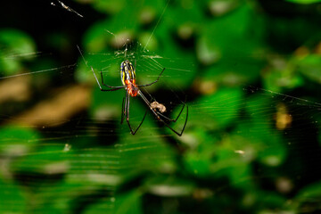 spider on a web