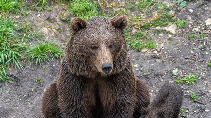 Oso Salvaje en cuenca, Espa&ntilde;a.