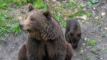 Oso Salvaje en cuenca, España.