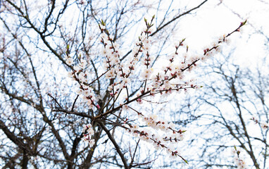 Spring flowers blossoming on cherry tree branches on natural blurry background, blossom
