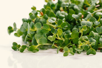 Fresh micro greens. Micro sprouts. Microgreens growing. Many young fresh sprouts of peas. Isolated on white background, Healthy lifestyle food
