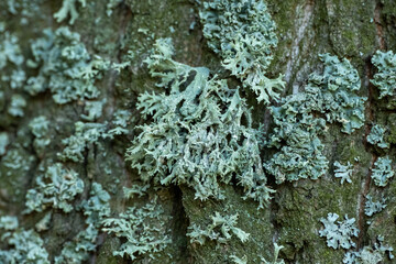 Green moss growing on bark of a tree trunk in the autumn. Dense moss covered bark of a tree in...