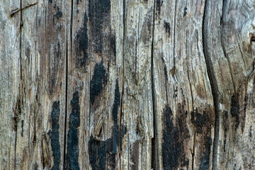 Texture of wooden background close-up. Old brown wood texture. Background definition, empty template. Wooden board with peeling green paint