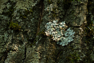 Green moss growing on bark of a tree trunk in the autumn. Dense moss covered bark of a tree in tropical forest. Nature. Panning shot, Natural background, Selective focus
