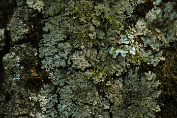 Green moss growing on bark of a tree trunk in the autumn. Dense moss covered bark of a tree in tropical forest. Nature. Panning shot, Natural background, Selective focus