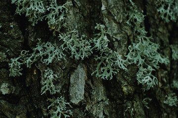 Green moss growing on bark of a tree trunk in the autumn. Dense moss covered bark of a tree in...