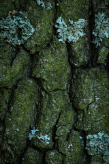 Green moss growing on bark of a tree trunk in the autumn. Dense moss covered bark of a tree in...