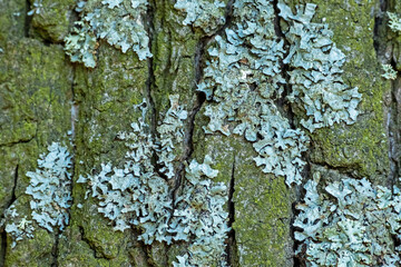 Green moss growing on bark of a tree trunk in the autumn. Dense moss covered bark of a tree in...