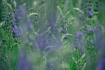 Lavender. Blooming violet fragrant lavender flowers on field. Close-up beautiful growing lavender swaying in wind, harvest. Nature Background. Selective focus on bushes of purple aromatic flowers